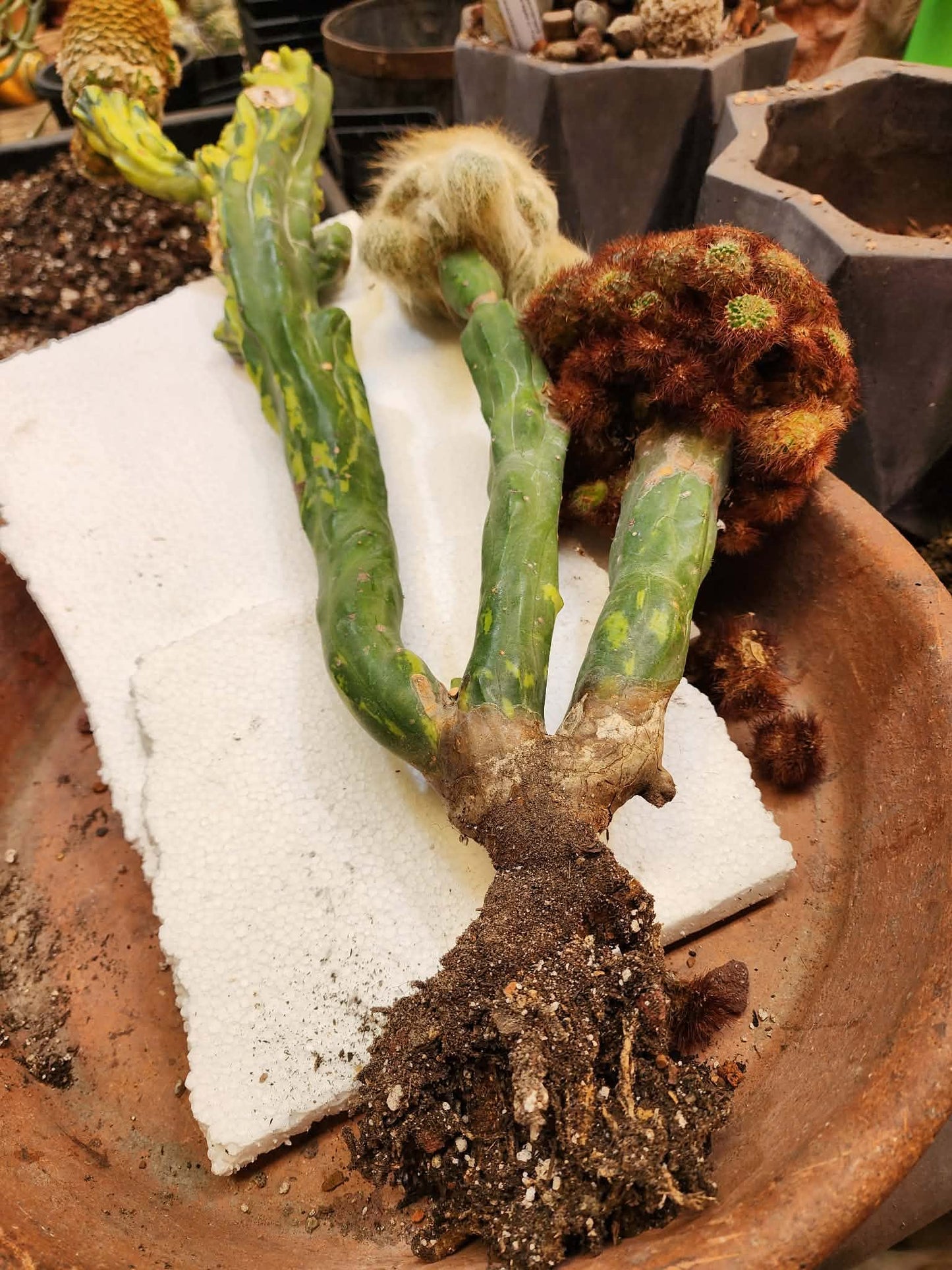 Myrtillocactus geometrizans variegata monstrose cv. Fred Graft