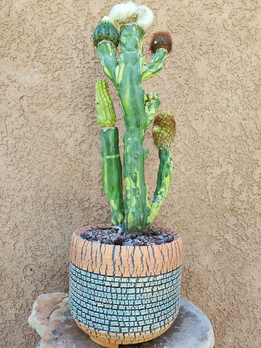 Myrtillocactus geometrizans variegata monstrose cv. Fred Graft