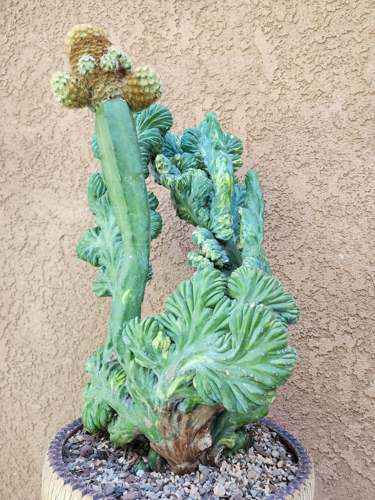 Myrtillocactus geometrizans variegata monstrose cv. Fred Graft