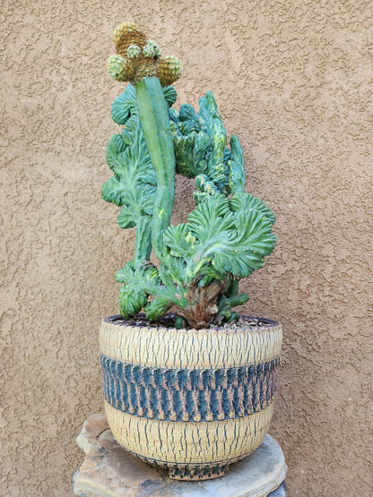 Myrtillocactus geometrizans variegata monstrose cv. Fred Graft