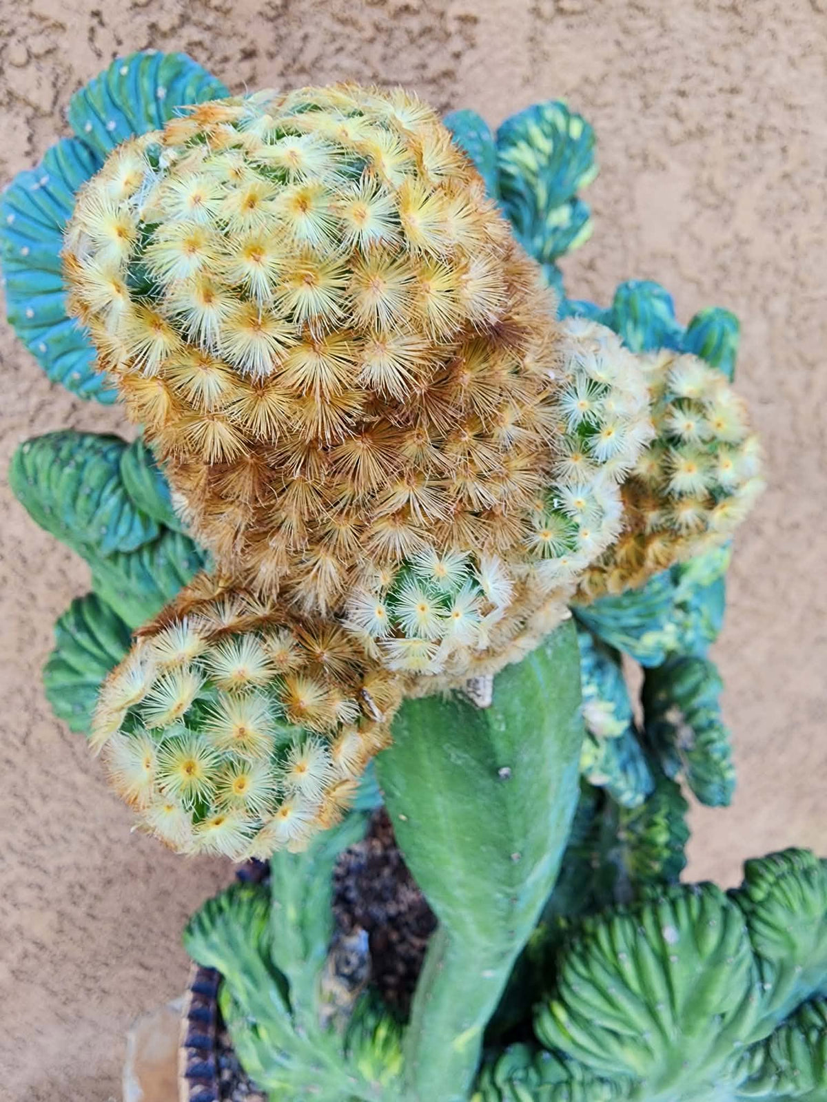 Myrtillocactus geometrizans variegata monstrose cv. Fred Graft