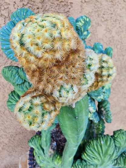Myrtillocactus geometrizans variegata monstrose cv. Fred Graft