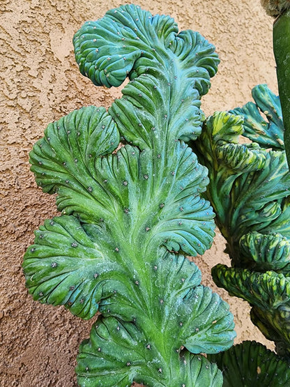 Myrtillocactus geometrizans variegata monstrose cv. Fred Graft