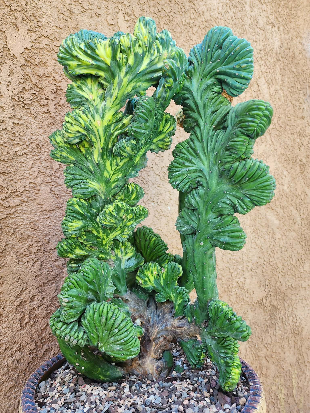 Myrtillocactus geometrizans variegata monstrose cv. Fred Graft