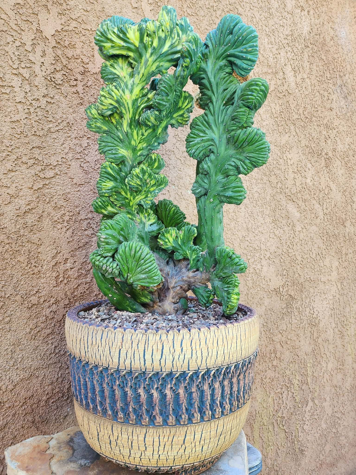 Myrtillocactus geometrizans variegata monstrose cv. Fred Graft