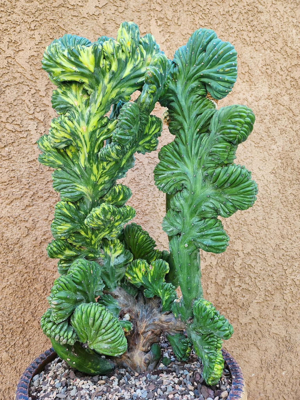 Myrtillocactus geometrizans variegata monstrose cv. Fred Graft