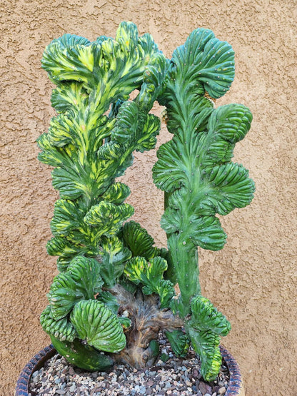 Myrtillocactus geometrizans variegata monstrose cv. Fred Graft