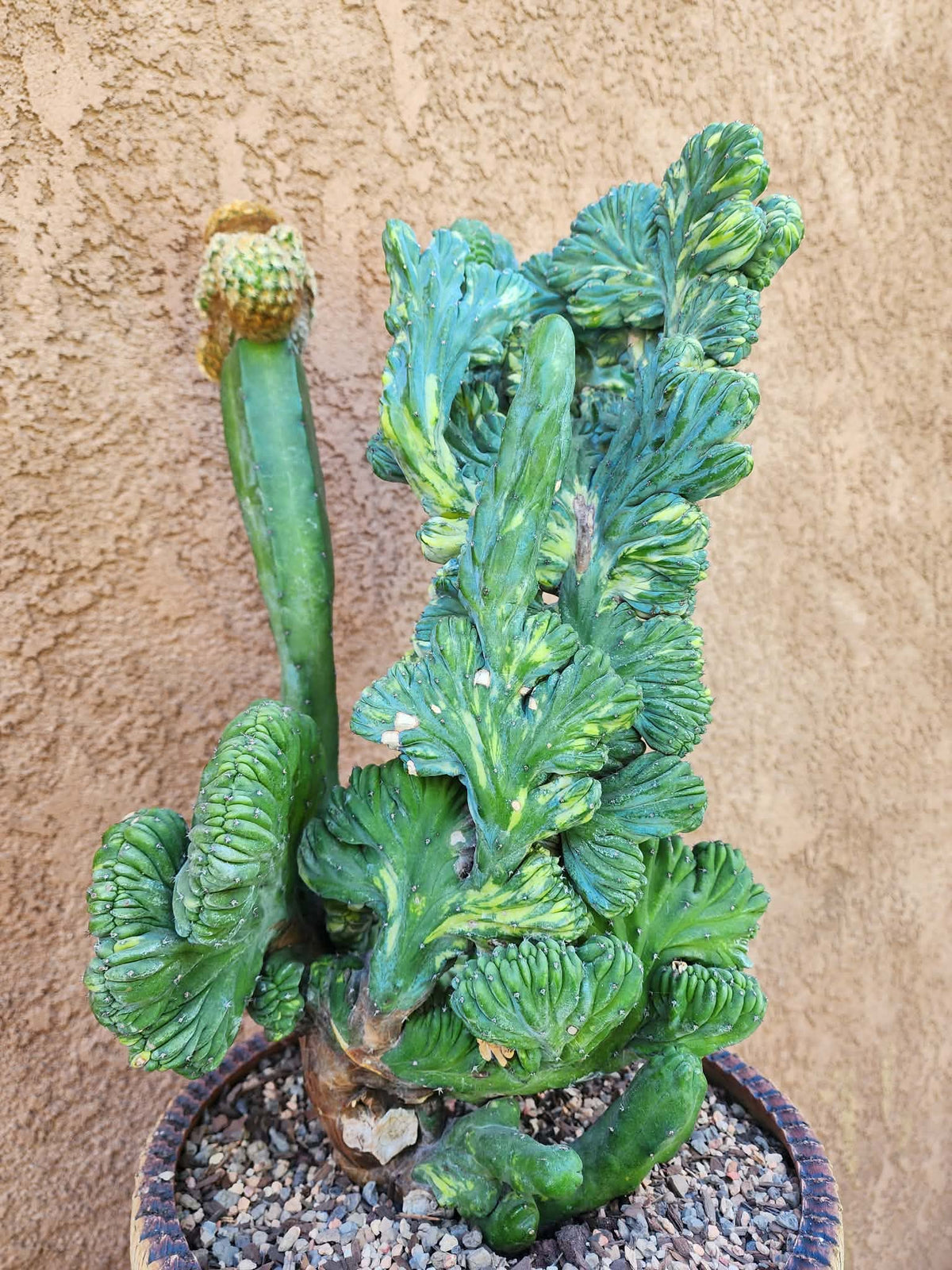 Myrtillocactus geometrizans variegata monstrose cv. Fred Graft