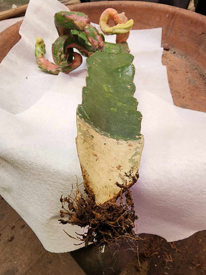 Myrtillocalycium cv. 'Polyp'