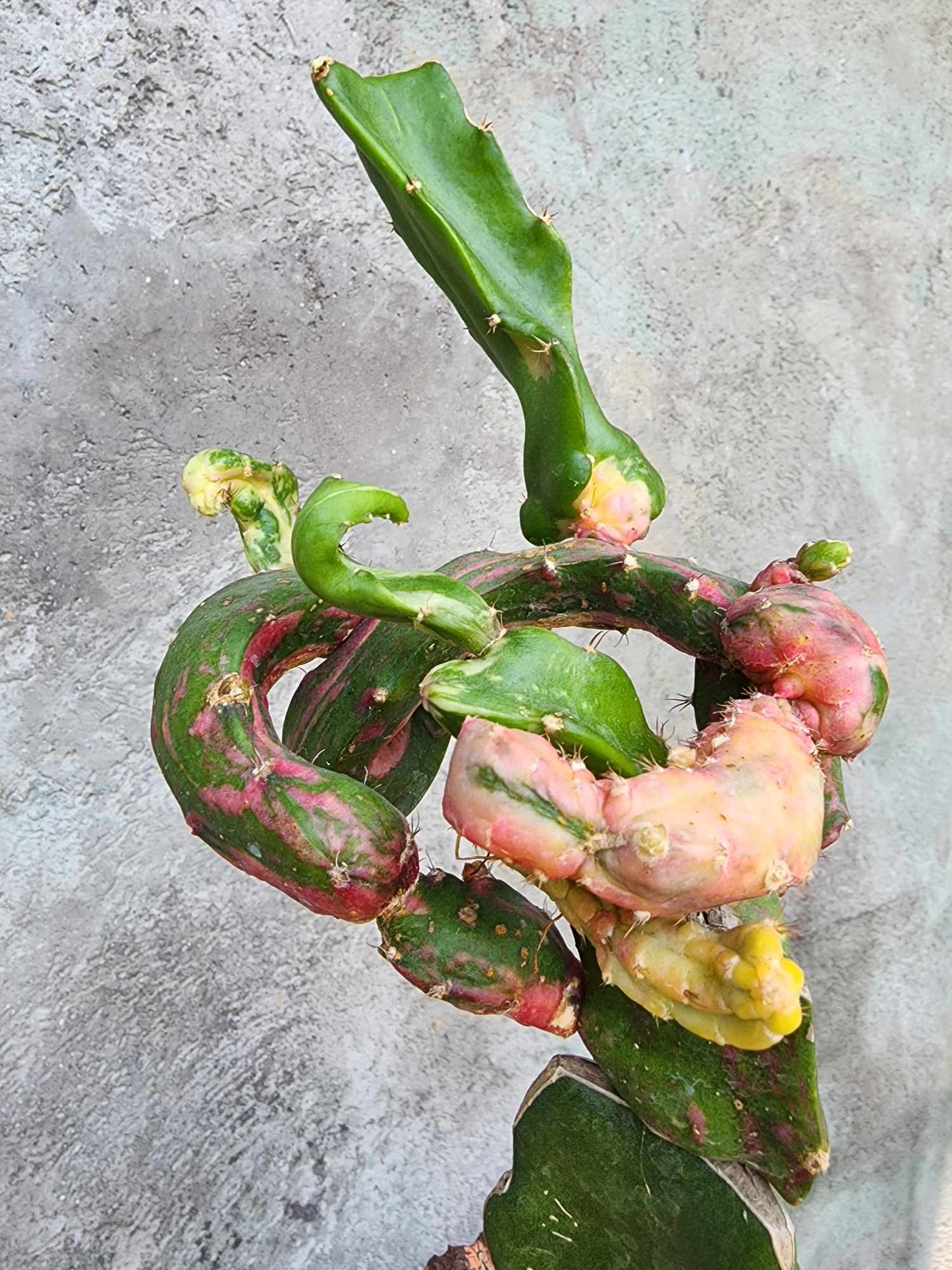 Myrtillocalycium cv. 'Polyp'