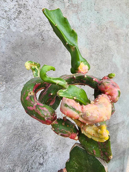Myrtillocalycium cv. 'Polyp'