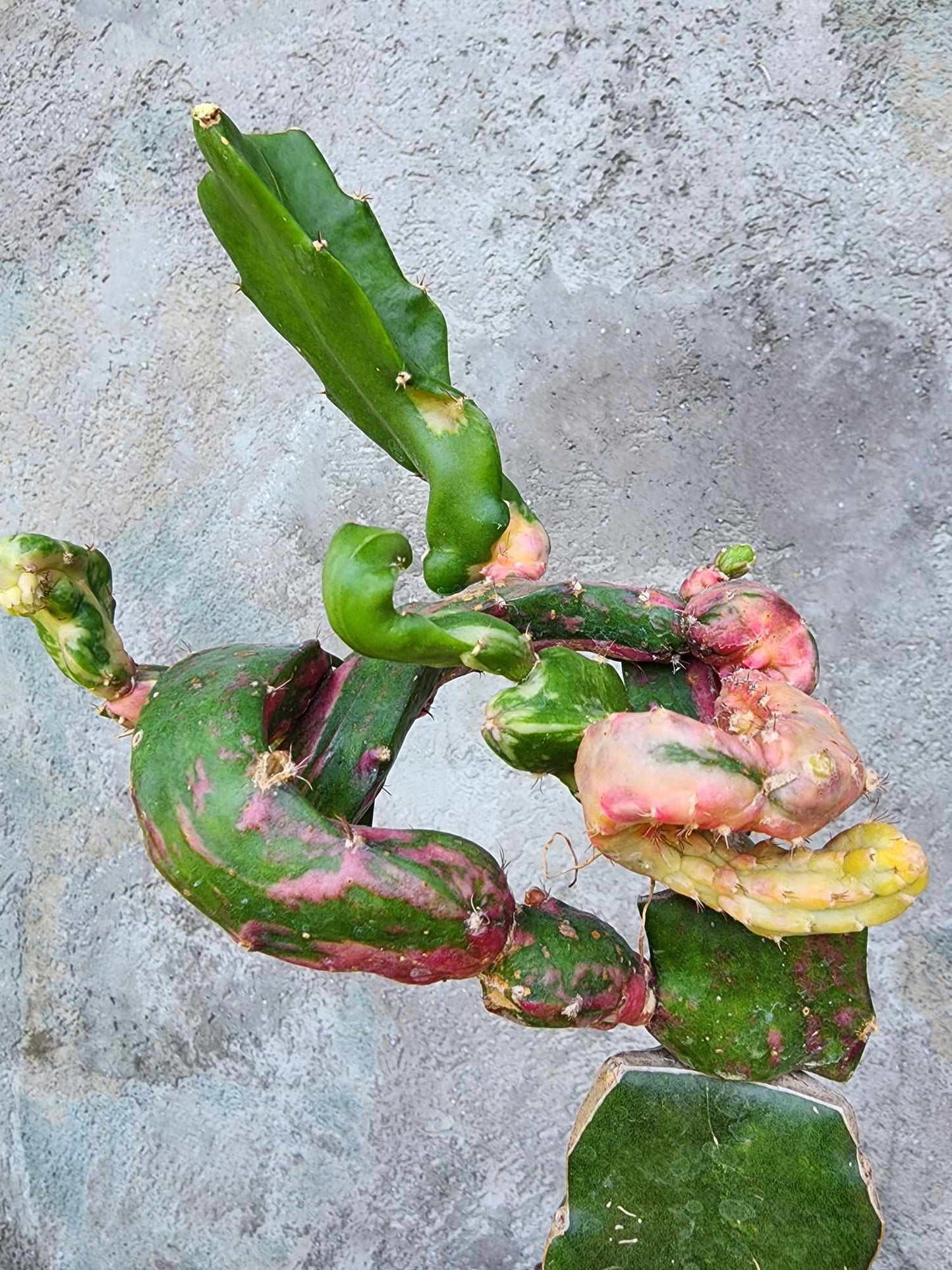 Myrtillocalycium cv. 'Polyp'