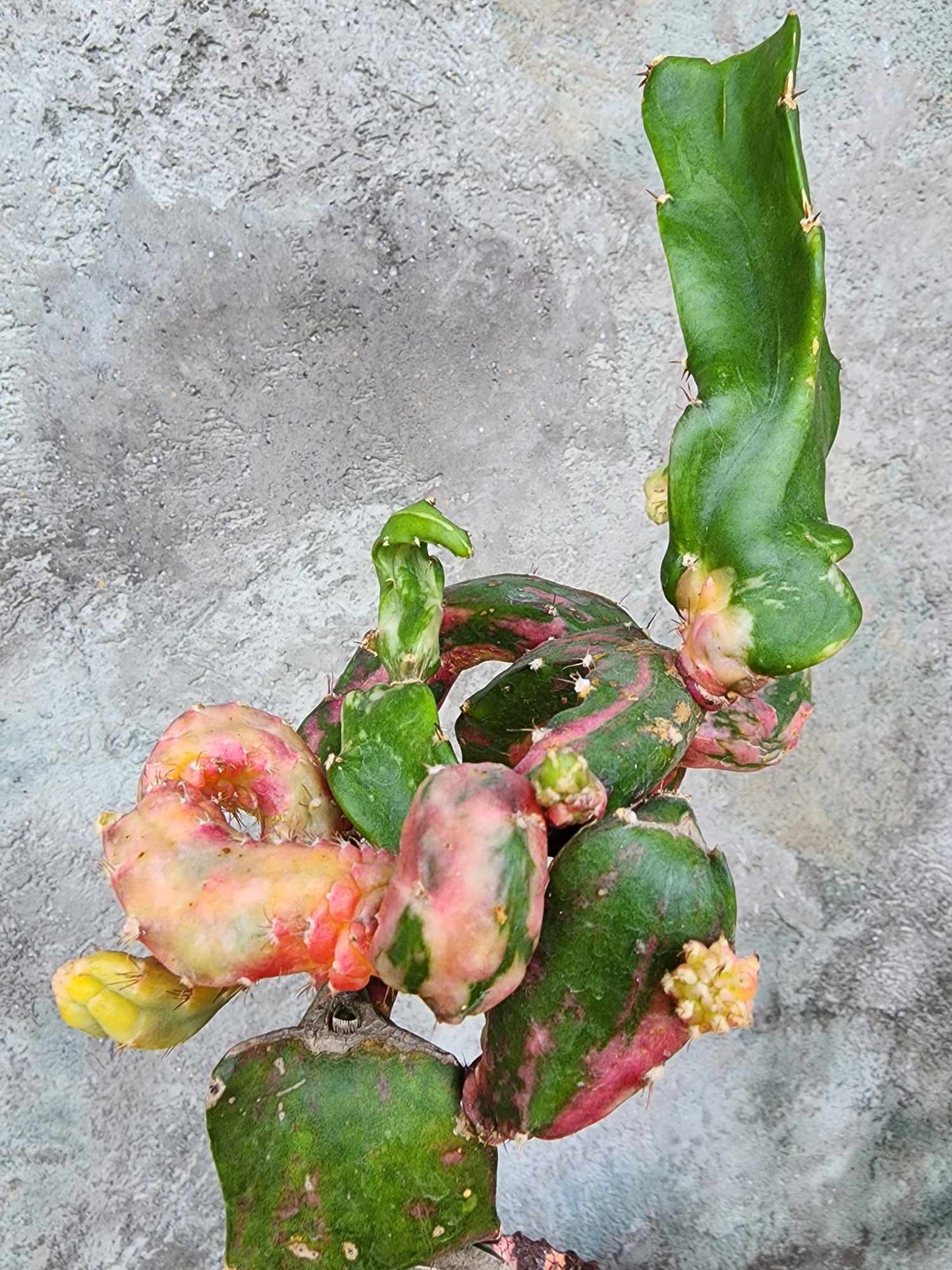 Myrtillocalycium cv. 'Polyp'