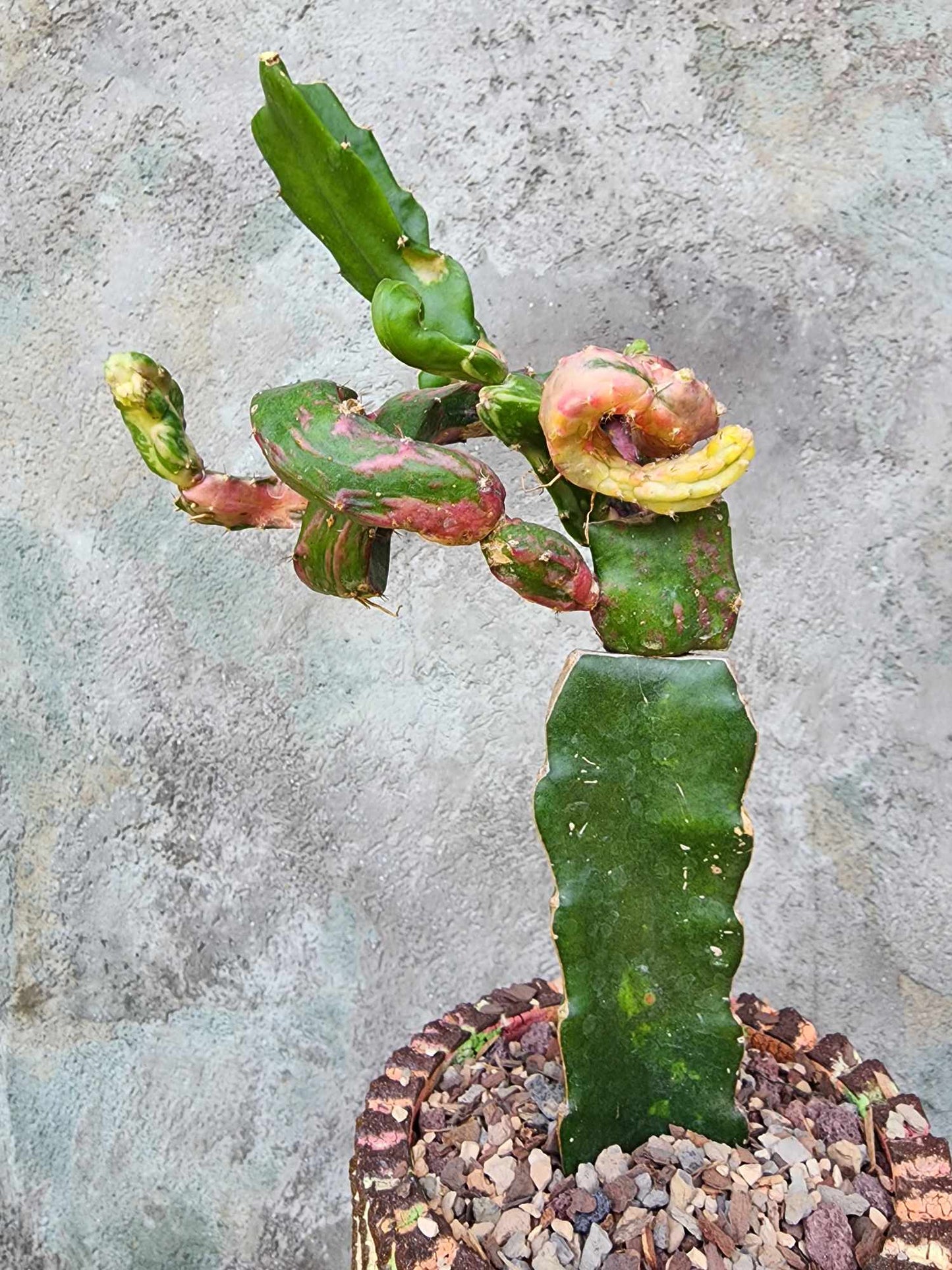 Myrtillocalycium cv. 'Polyp'