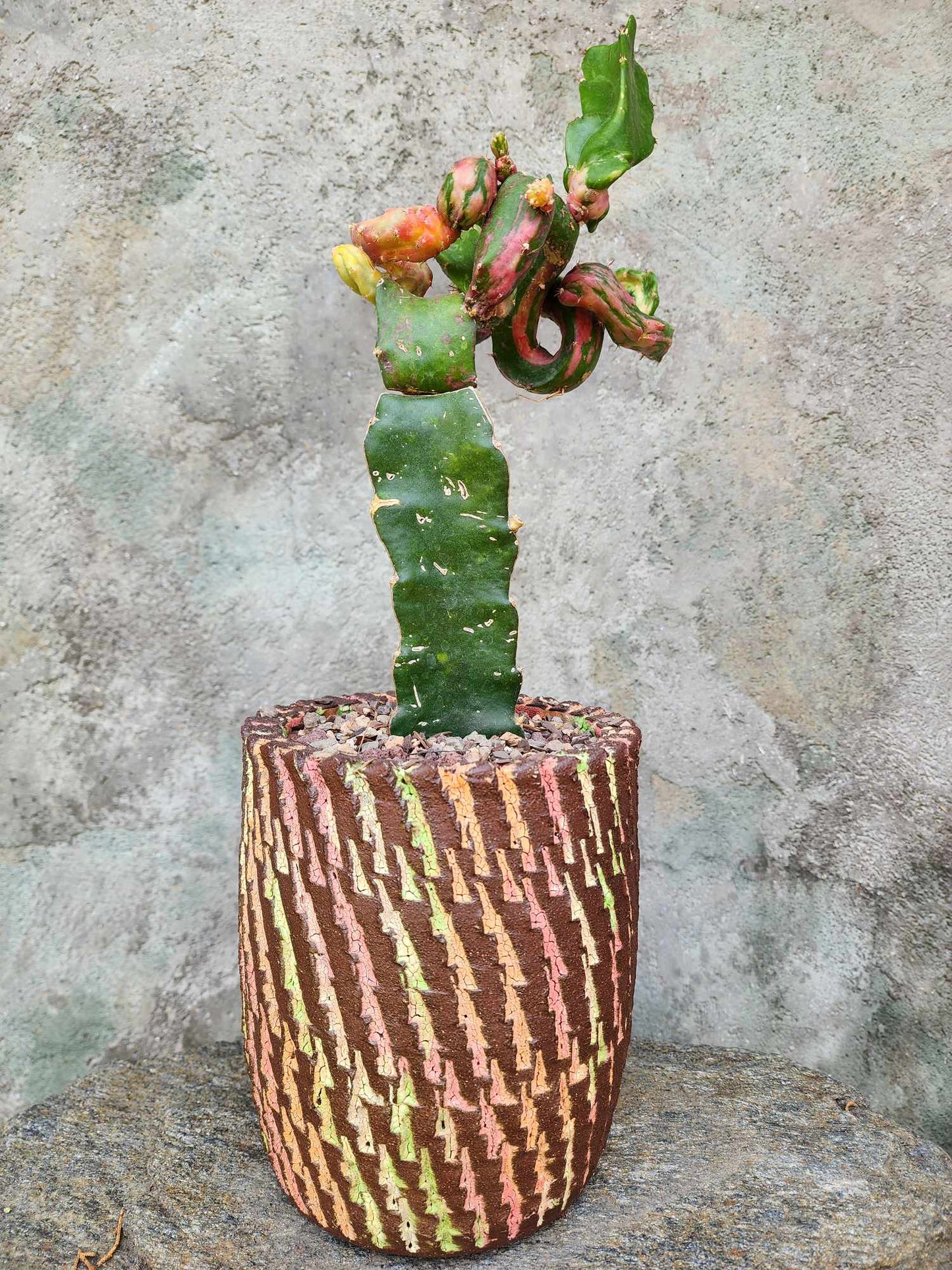 Myrtillocalycium cv. 'Polyp'