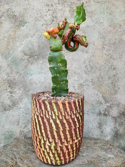Myrtillocalycium cv. 'Polyp'