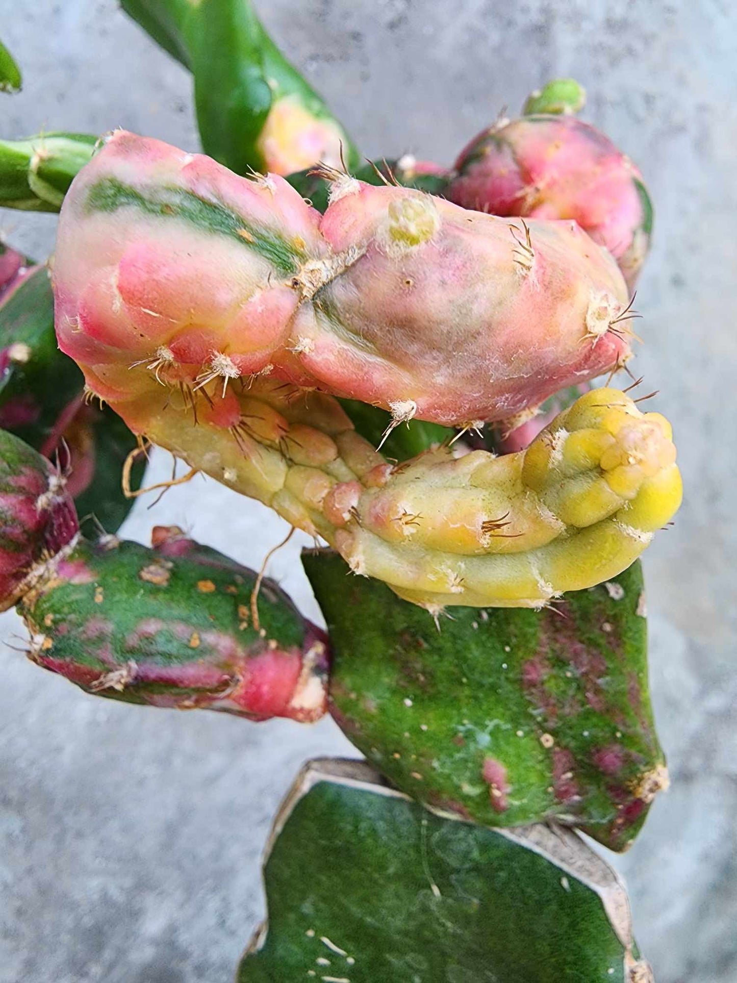 Myrtillocalycium cv. 'Polyp'