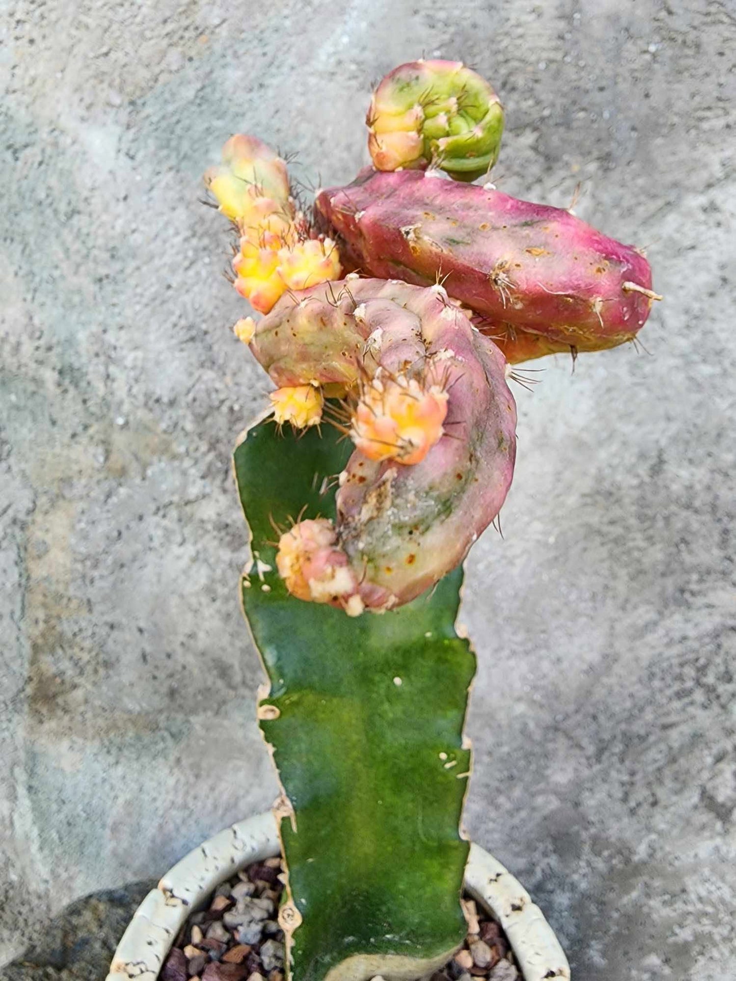 Myrtillocalycium cv. 'Polyp'
