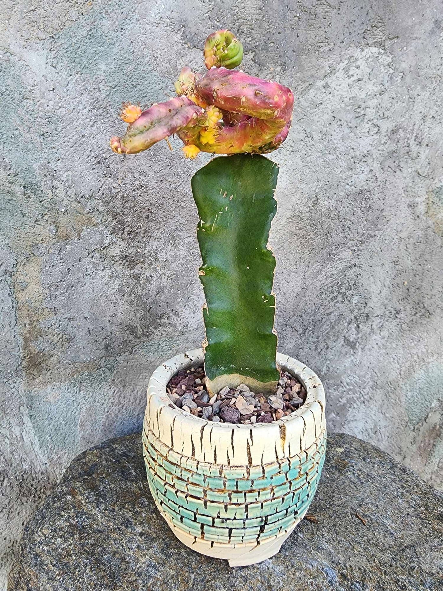Myrtillocalycium cv. 'Polyp'