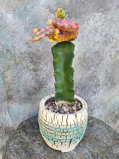 Myrtillocalycium cv. 'Polyp'