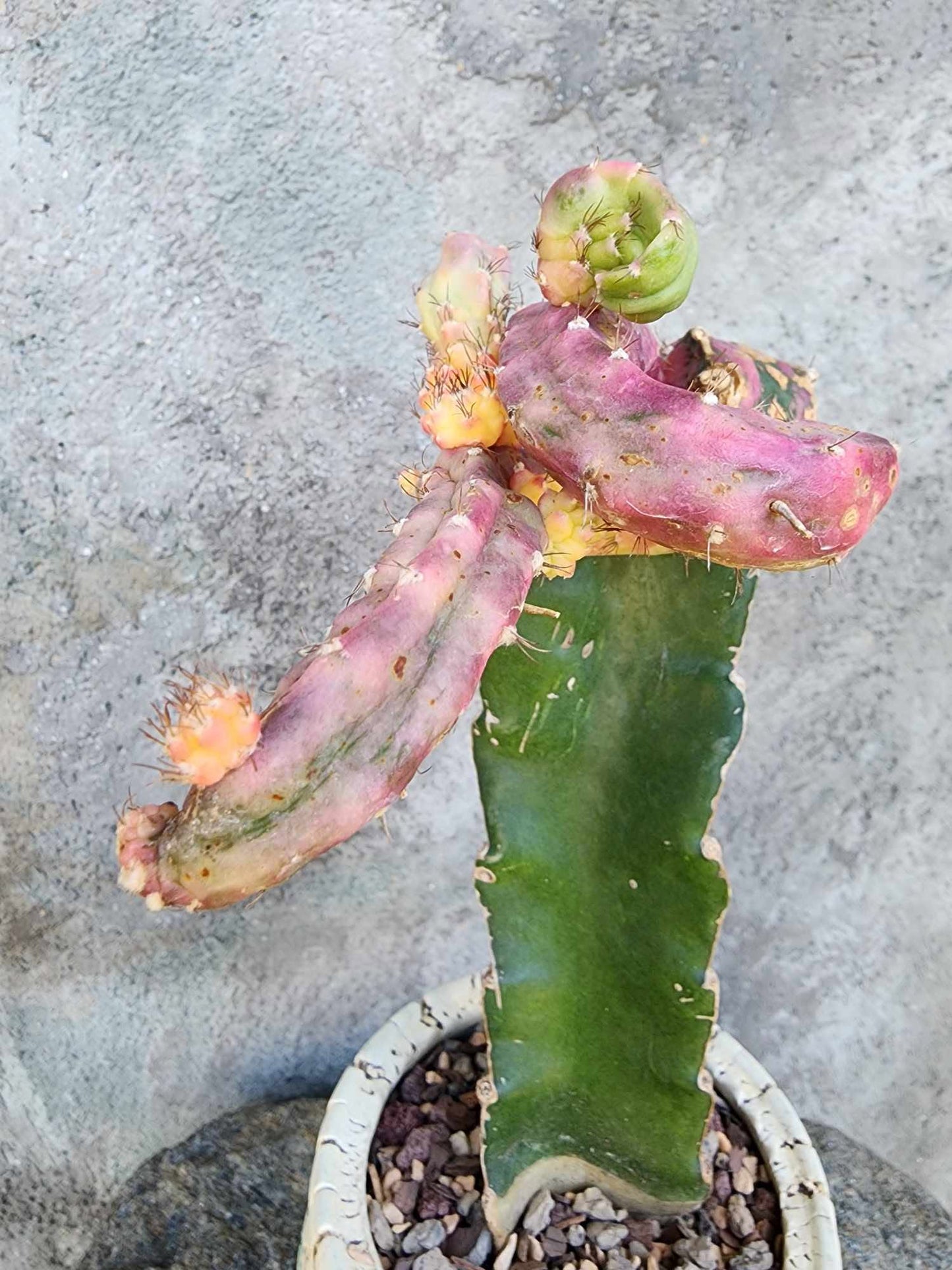 Myrtillocalycium cv. 'Polyp'