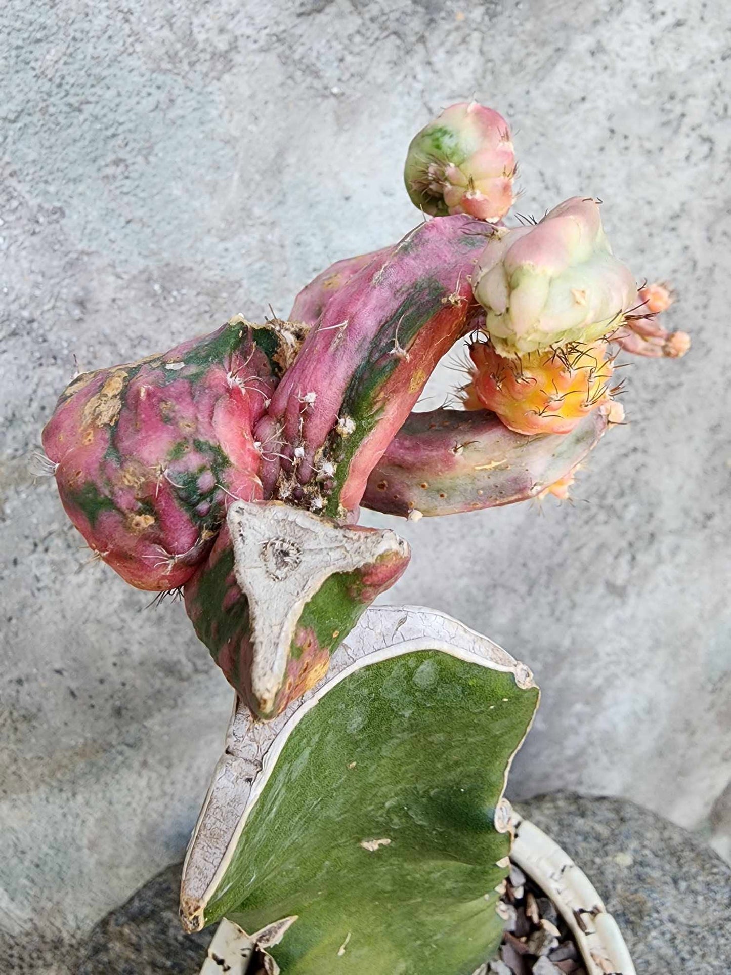 Myrtillocalycium cv. 'Polyp'