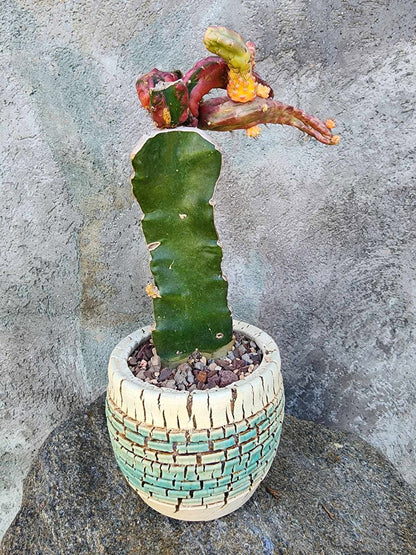 Myrtillocalycium cv. 'Polyp'