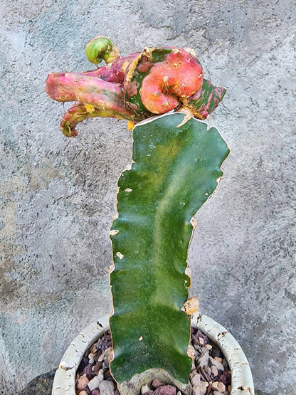 Myrtillocalycium cv. 'Polyp'