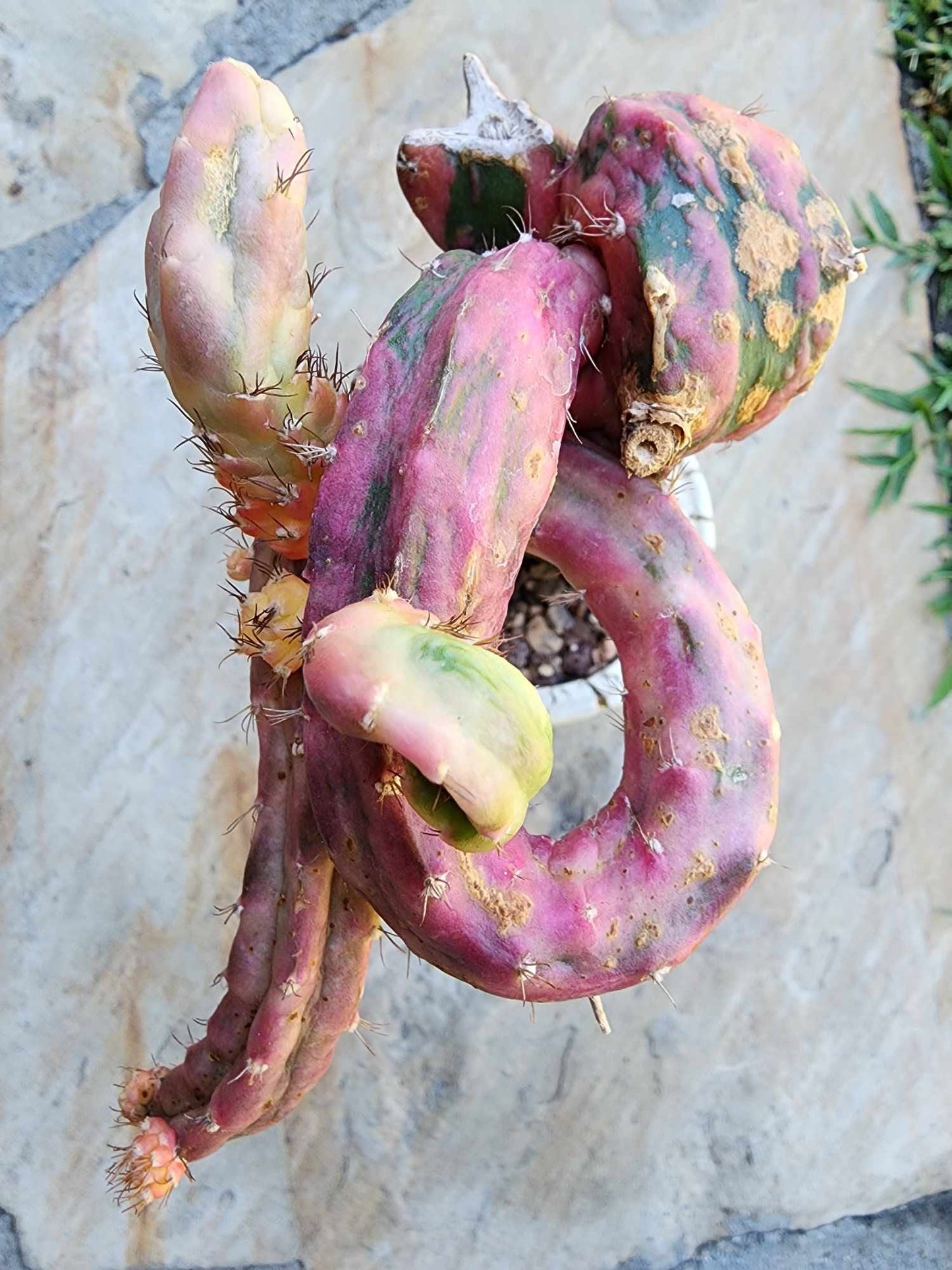 Myrtillocalycium cv. 'Polyp'