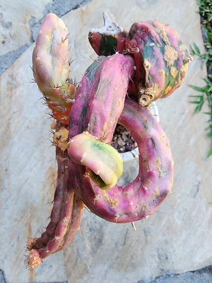 Myrtillocalycium cv. 'Polyp'