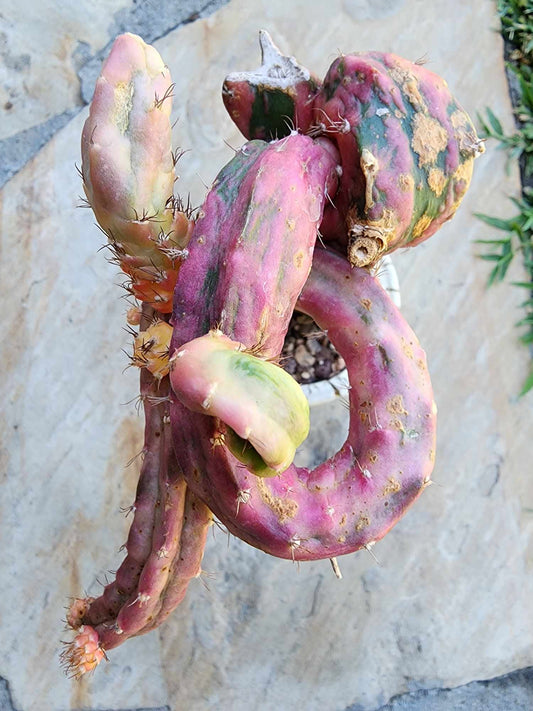 Myrtillocalycium cv. 'Polyp'