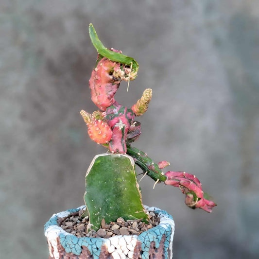 Myrtillocalycium cv. 'Polyp'