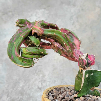 Myrtillocalycium cv. 'Polyp'