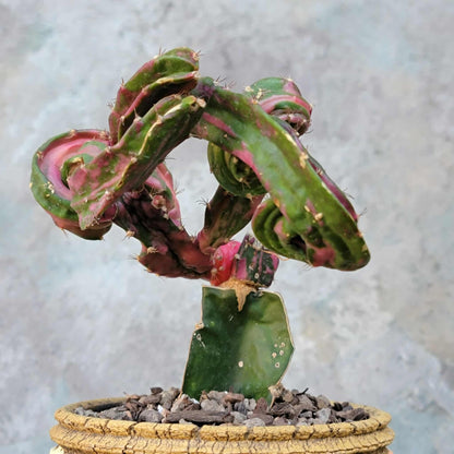 Myrtillocalycium cv. 'Polyp'