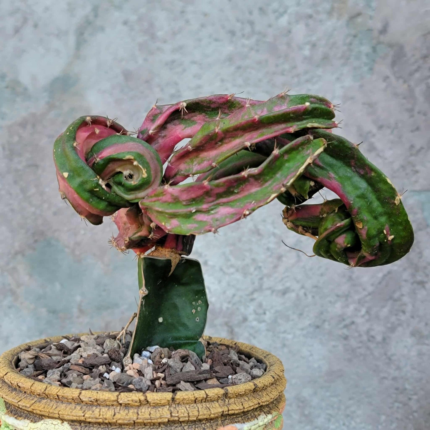 Myrtillocalycium cv. 'Polyp'