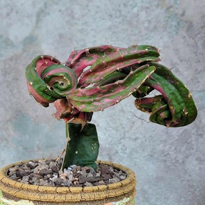 Myrtillocalycium cv. 'Polyp'
