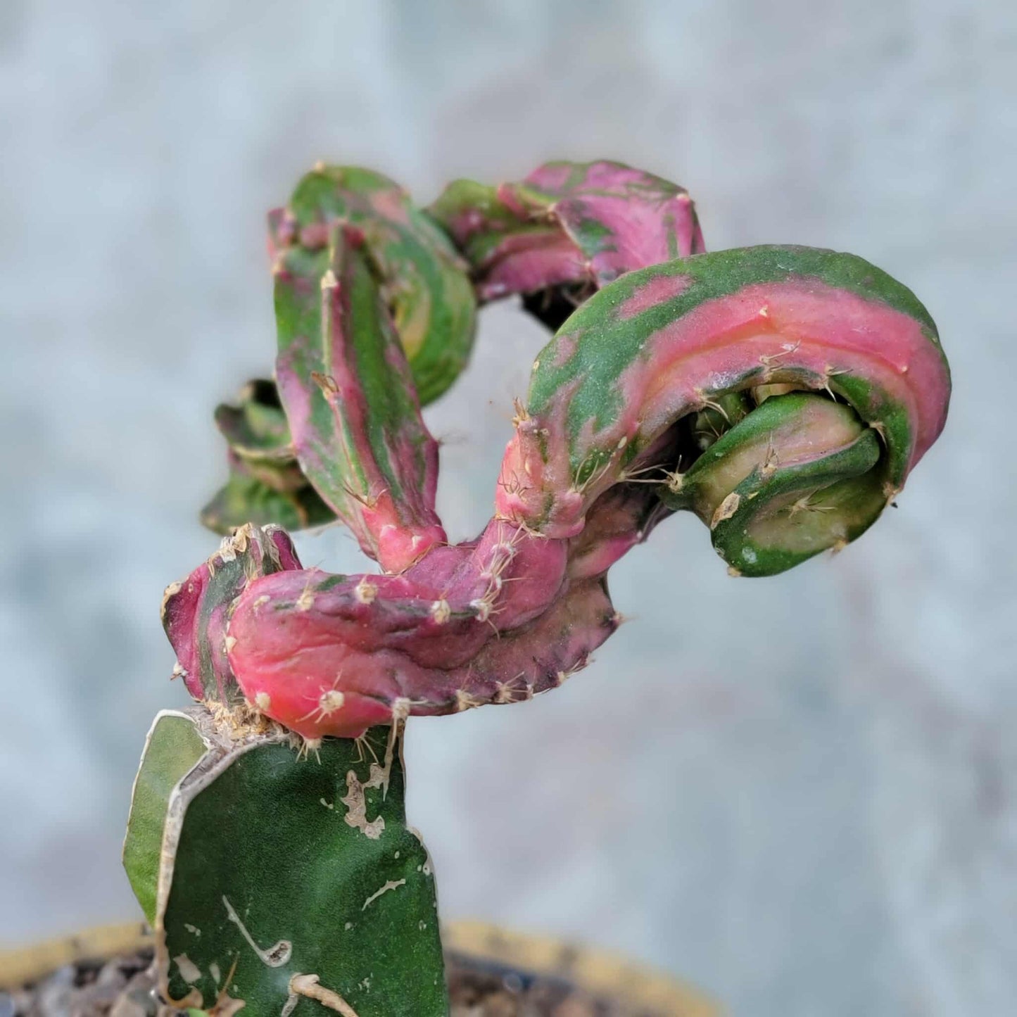 Myrtillocalycium cv. 'Polyp'