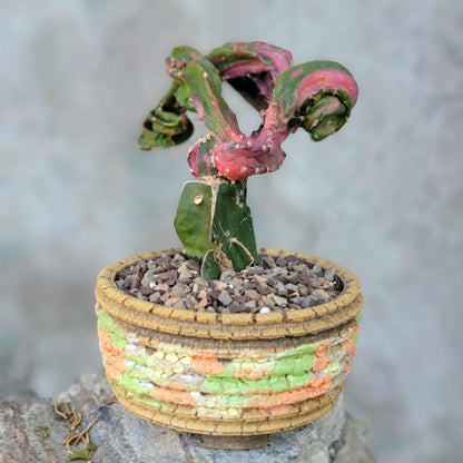 Myrtillocalycium cv. 'Polyp'