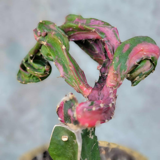 Myrtillocalycium cv. 'Polyp'