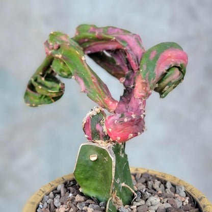 Myrtillocalycium cv. 'Polyp'