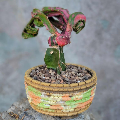 Myrtillocalycium cv. 'Polyp'