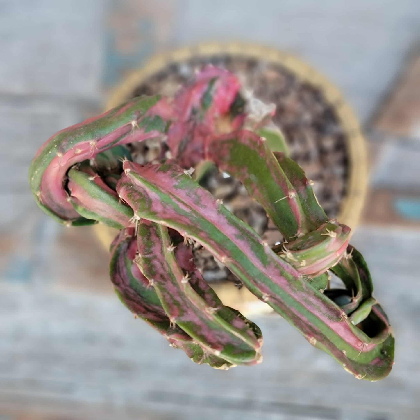 Myrtillocalycium cv. 'Polyp'