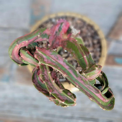 Myrtillocalycium cv. 'Polyp'