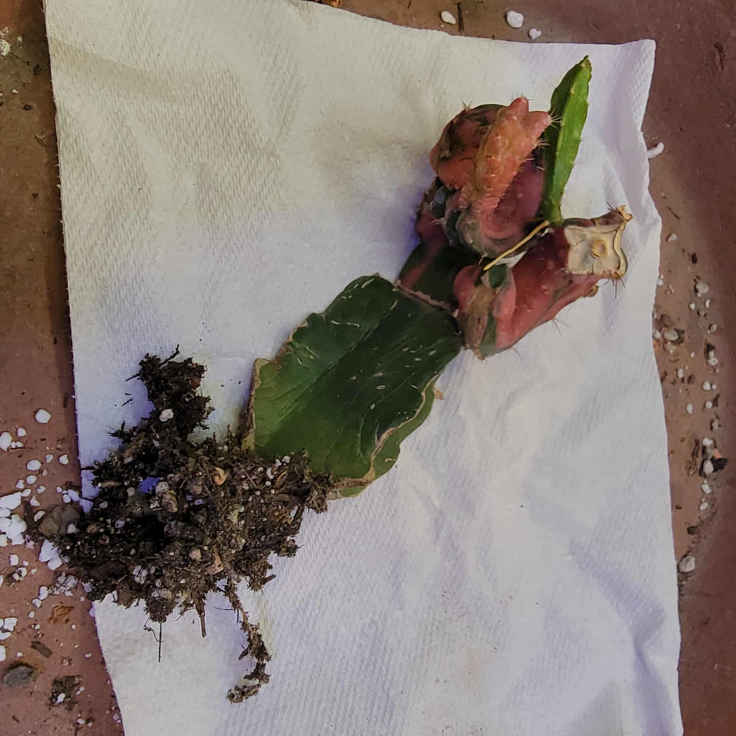 Myrtillocalycium cv. 'Polyp'