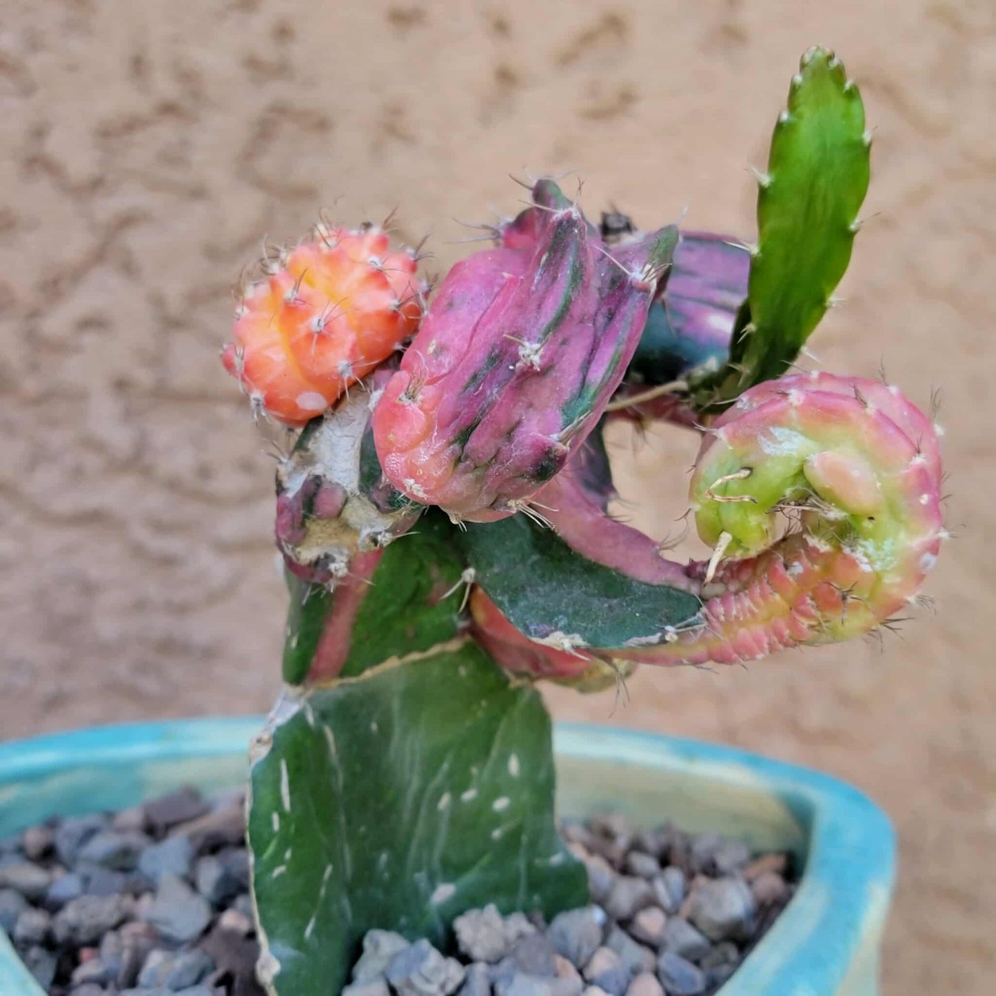 Myrtillocalycium cv. 'Polyp'