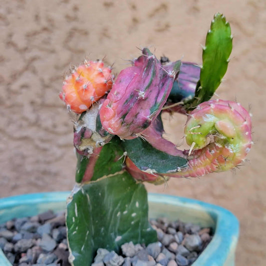 Myrtillocalycium cv. 'Polyp'