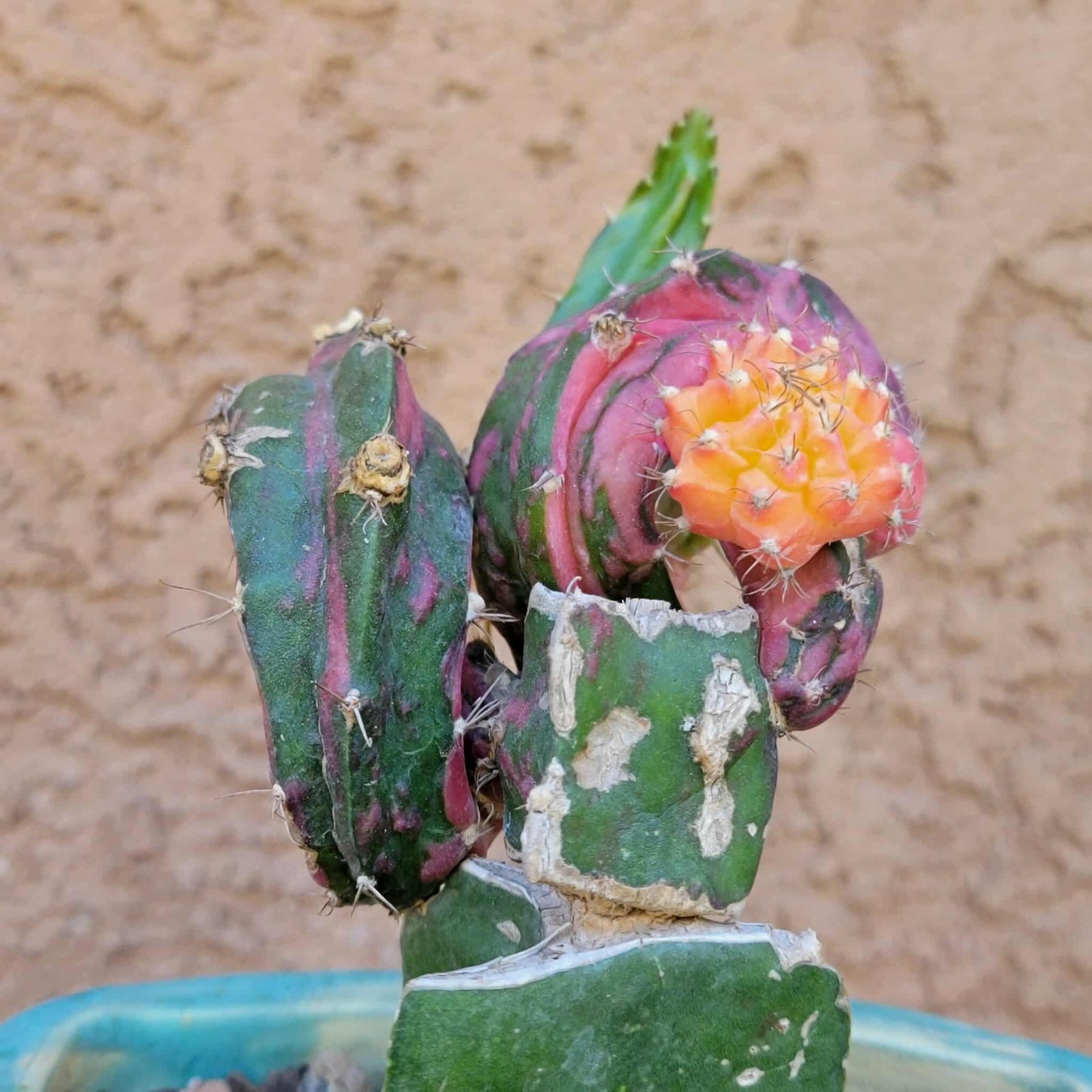 Myrtillocalycium cv. 'Polyp'