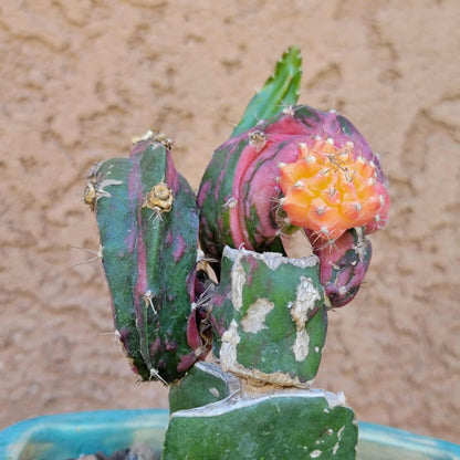 Myrtillocalycium cv. 'Polyp'