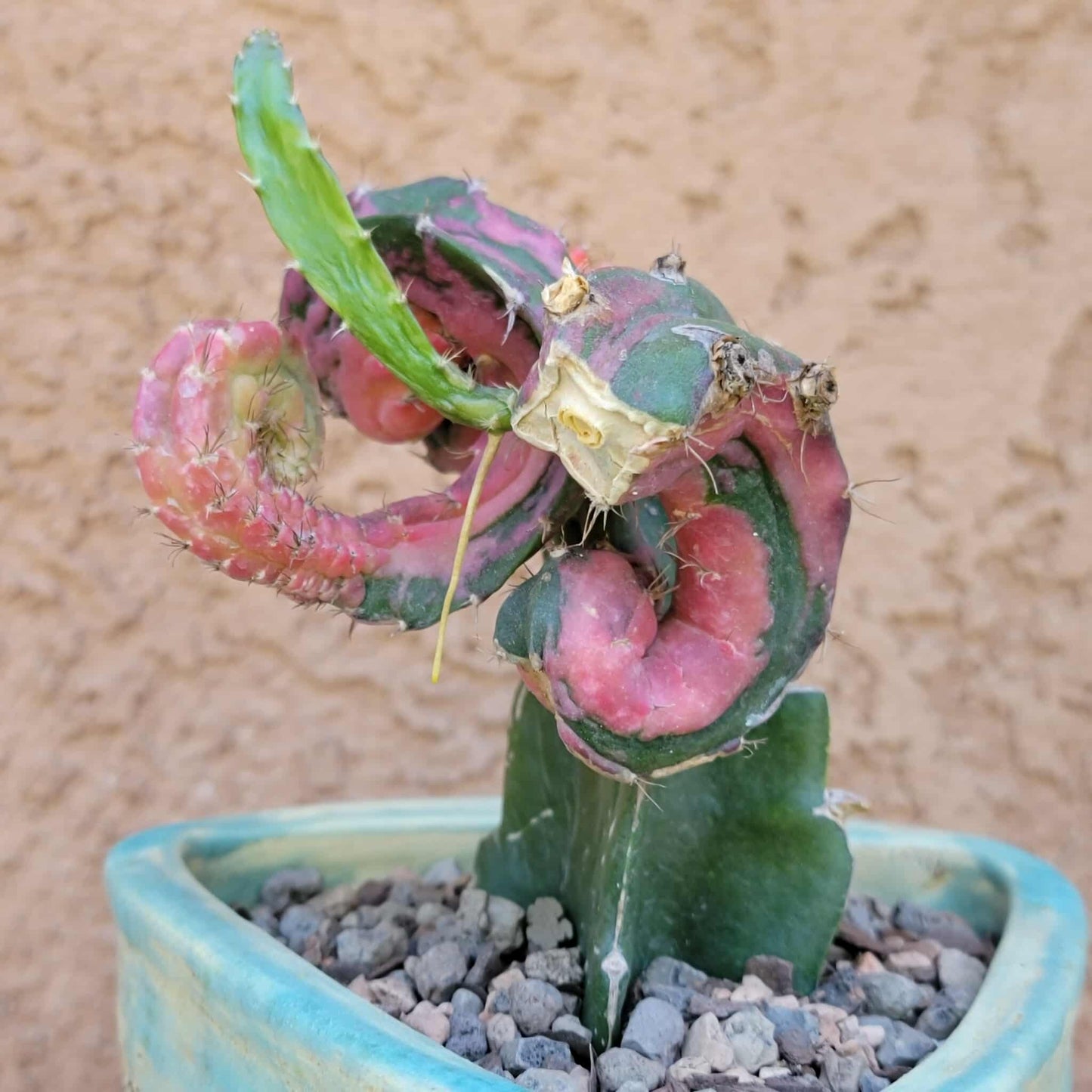 Myrtillocalycium cv. 'Polyp'