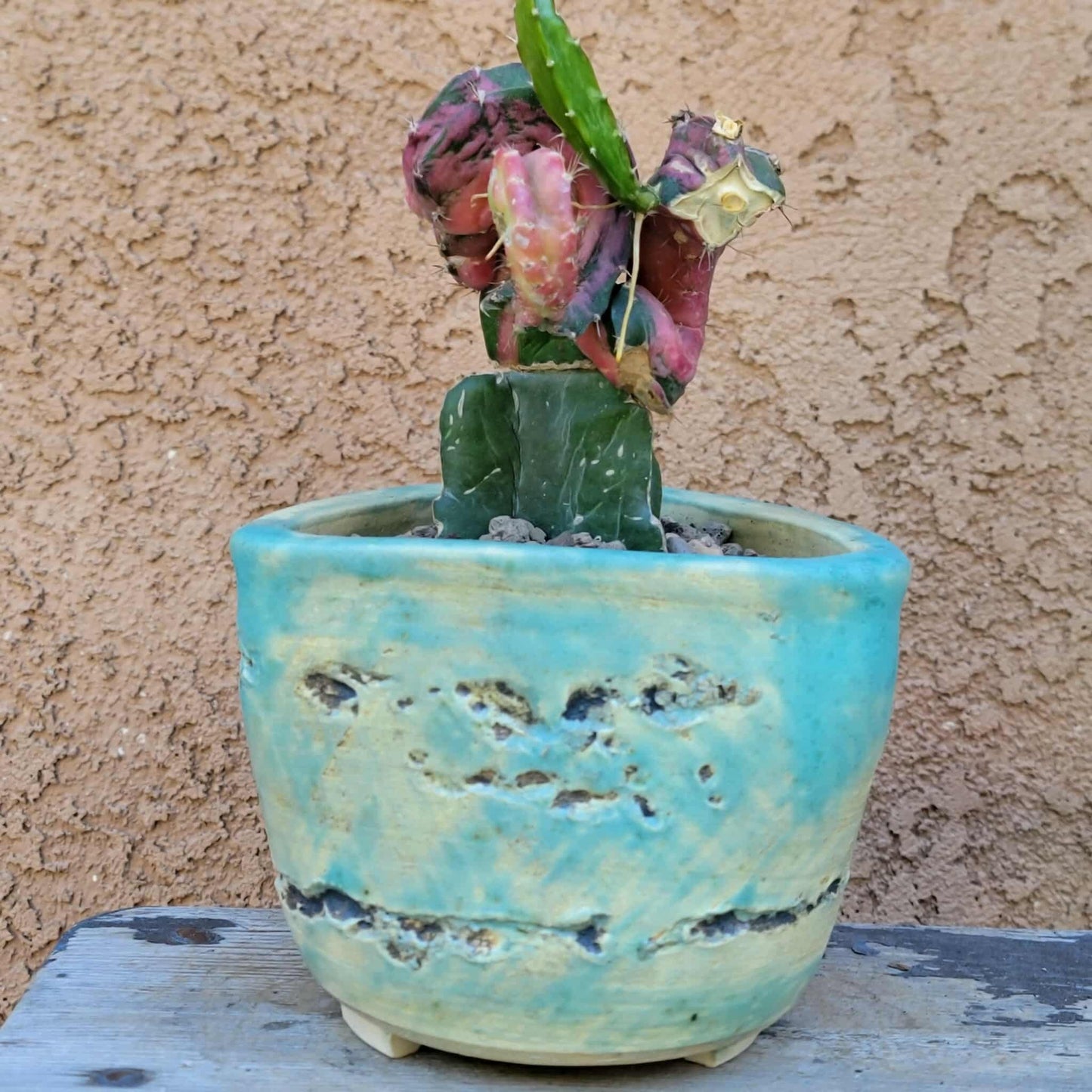 Myrtillocalycium cv. 'Polyp'